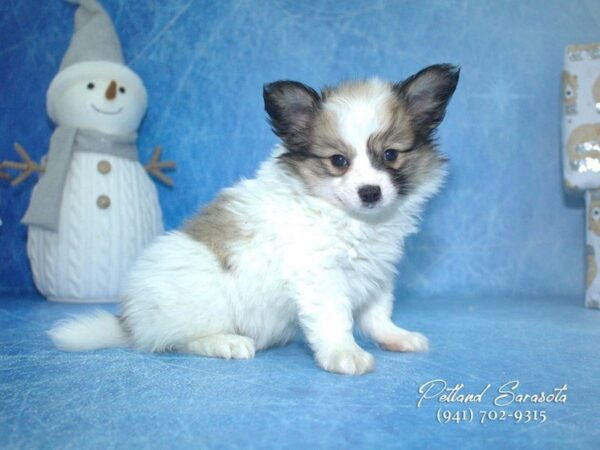 Papillon — adopted from Dreamtails