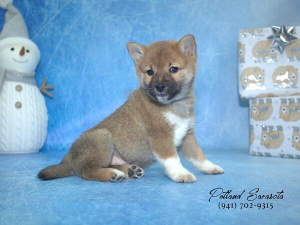 Shiba Inu — adopted from Dreamtails
