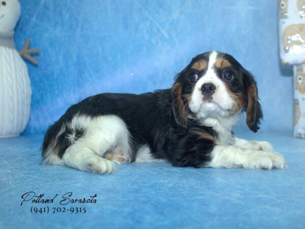 Cavalier King Charles Spaniel — adopted from Dreamtails