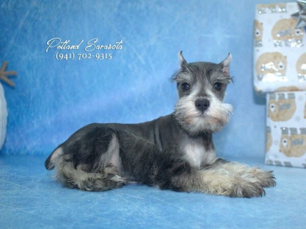 Miniature Schnauzer — adopted from Dreamtails