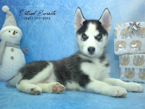 Siberian Husky — adopted from Dreamtails