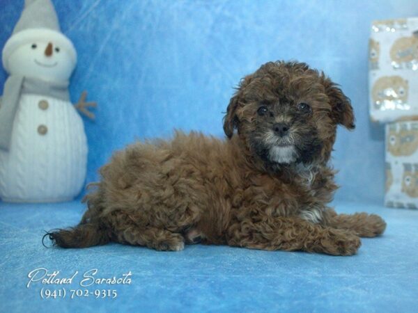 Poo-Shi — adopted from Dreamtails