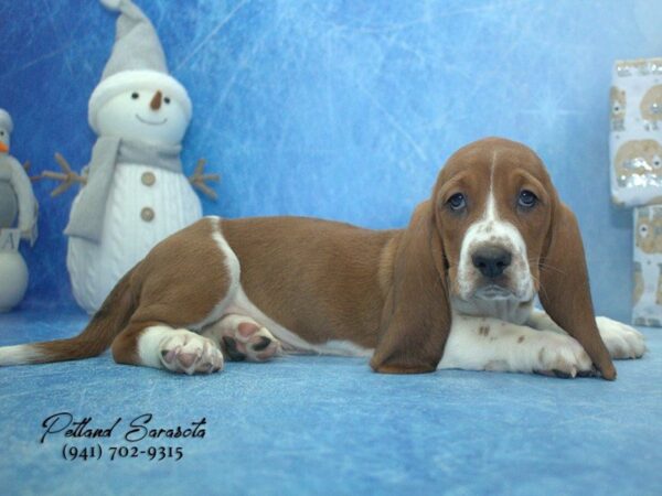 Basset Hound — adopted from Dreamtails