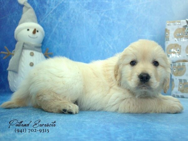 Golden Retriever — adopted from Dreamtails