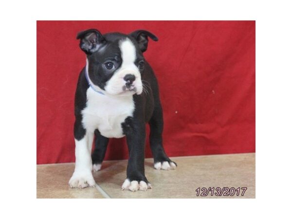 Boston Terrier — adopted from Dreamtails