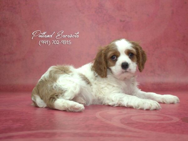 Cavalier King Charles — adopted from Dreamtails