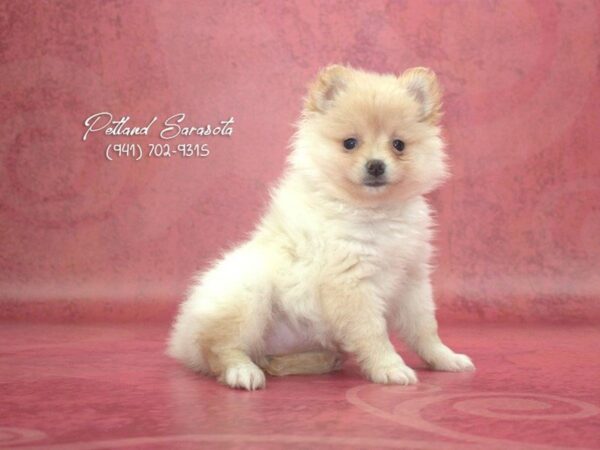 Pomeranian the Pomeranian — adopted from Dream Tails By Petland