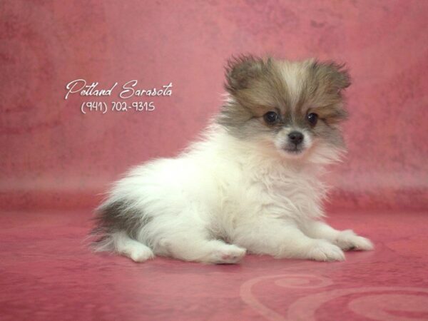 Pomeranian — adopted from Dreamtails