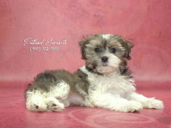 Havanese — adopted from Dreamtails