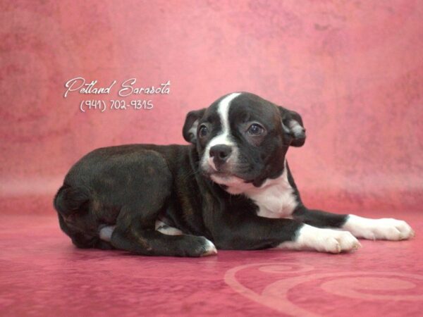 Frenchton — adopted from Dreamtails