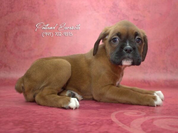 Boxer — adopted from Dreamtails