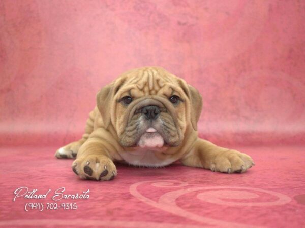 English Bulldog — adopted from Dreamtails