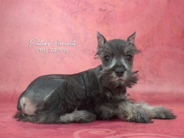 Miniature Schnauzer — adopted from Dreamtails