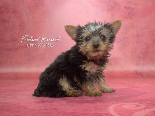 Yorkshire Terrier — adopted from Dreamtails