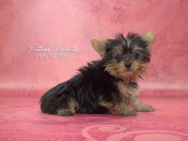 Yorkshire Terrier — adopted from Dreamtails