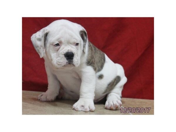 Victorian Bulldoge — adopted from Dreamtails