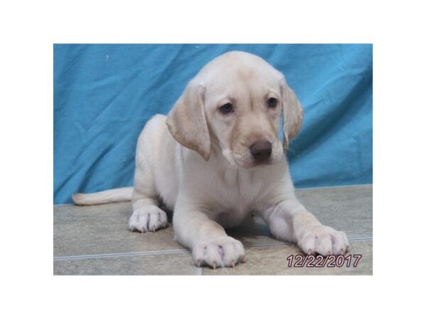Labrador Retriever — adopted from Dreamtails