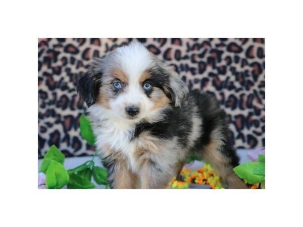 Australian Shepherd — adopted from Dreamtails