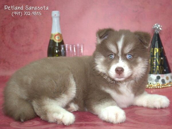 Pomsky — adopted from Dreamtails