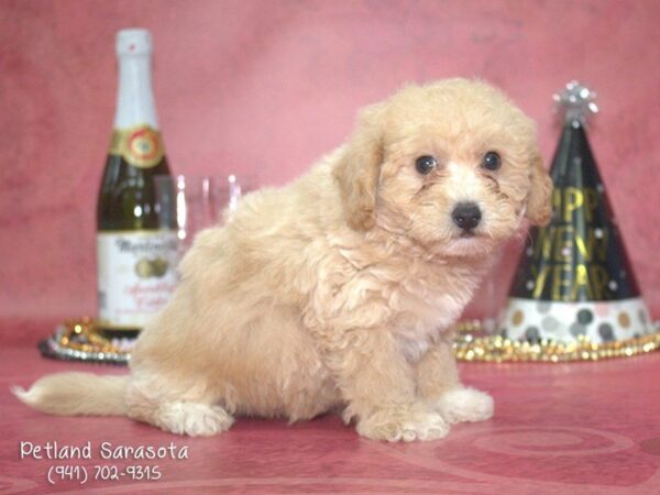 Maltipoo — adopted from Dreamtails