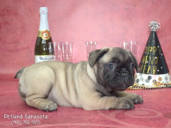French Bulldog — adopted from Dreamtails