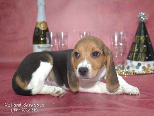 Beagle — adopted from Dreamtails