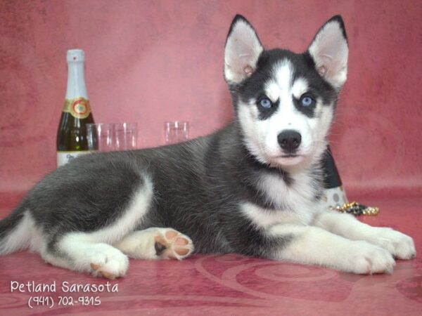Siberian Husky — adopted from Dreamtails