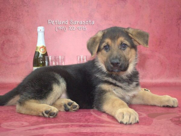 German Shepherd — adopted from Dreamtails