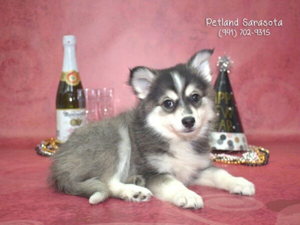 Pomskimo — adopted from Dreamtails