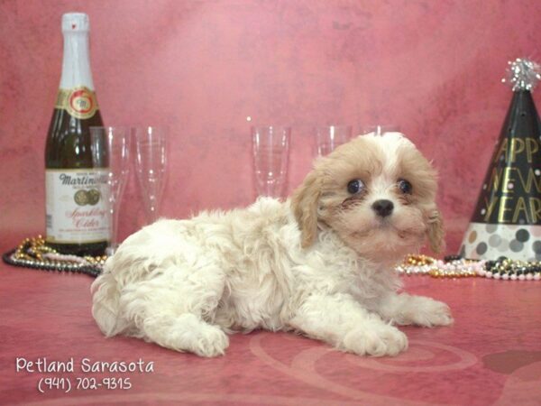 Cava Poo — adopted from Dreamtails