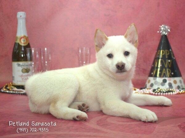 Shiba Inu — adopted from Dreamtails