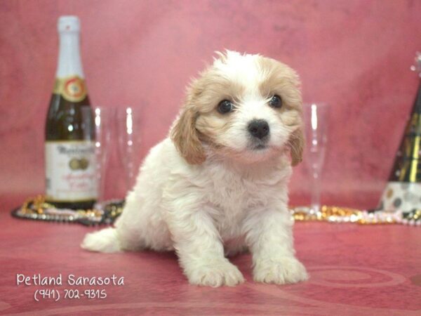 Cava Chon the Cava Chon — adopted from Dream Tails By Petland