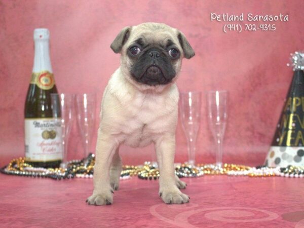 Pug — adopted from Dreamtails