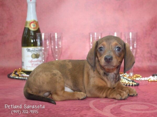 Dachshund — adopted from Dreamtails