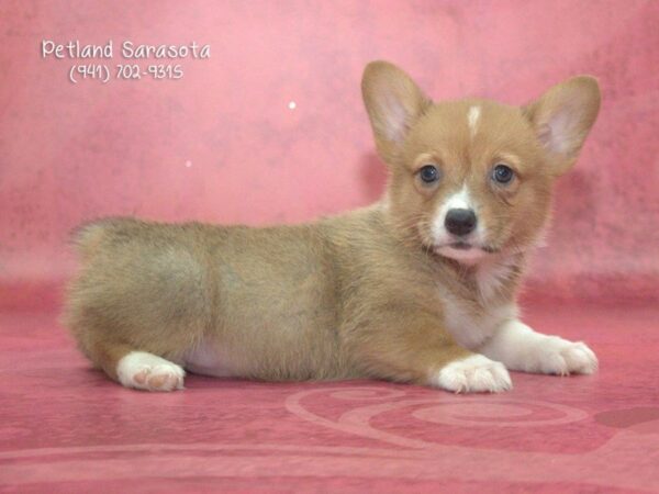Pembroke Welsh Corgi — adopted from Dreamtails