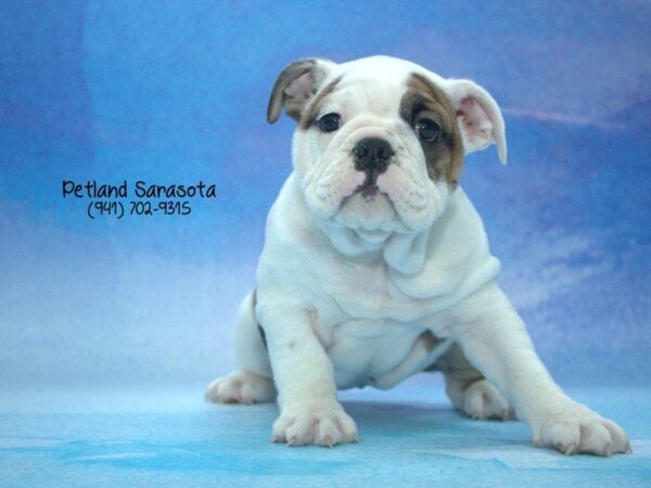 English Bulldog — adopted from Dreamtails