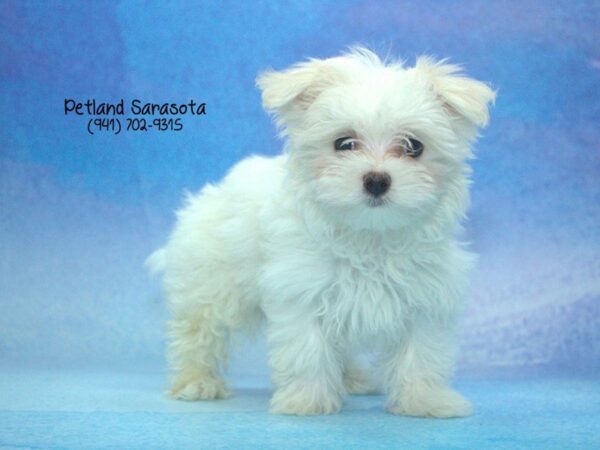 Maltese — adopted from Dreamtails