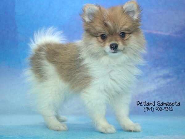 Pomeranian — adopted from Dreamtails