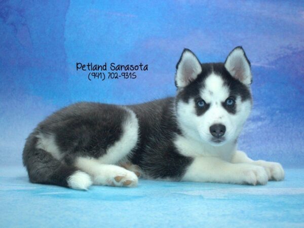 Siberian Husky — adopted from Dreamtails