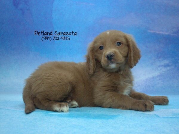 Miniature Goldendoodle — adopted from Dreamtails