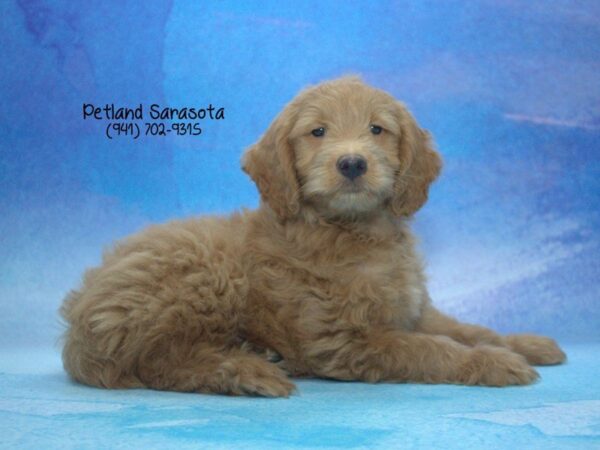 Miniature Goldendoodle 2nd Gen — adopted from Dreamtails
