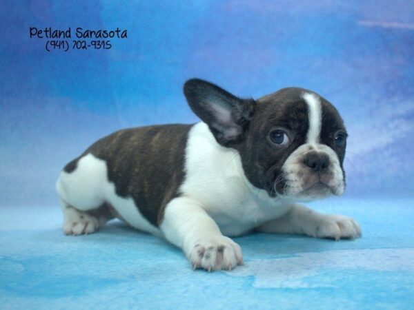 French Bulldog — adopted from Dreamtails