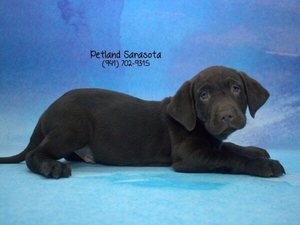Labrador Retriever — adopted from Dreamtails