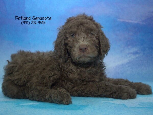 Standard Poodle — adopted from Dreamtails