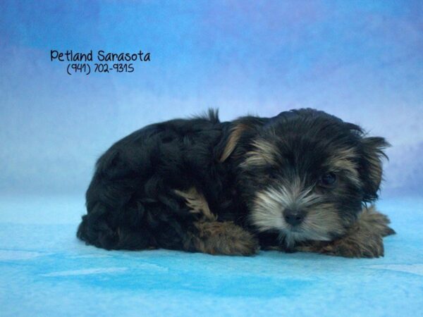 Morkie — adopted from Dreamtails