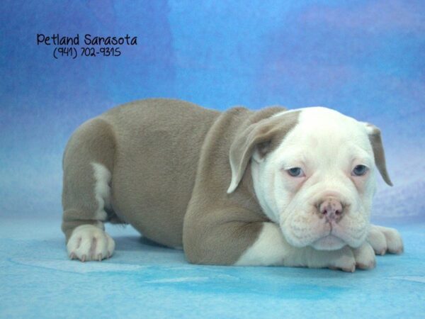 Old English Bulldog — adopted from Dreamtails