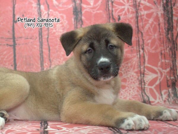 Akita — adopted from Dreamtails