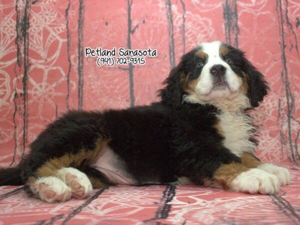Bernese Mnt. Dog — adopted from Dreamtails