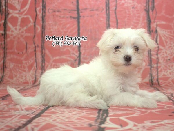 Maltese — adopted from Dreamtails