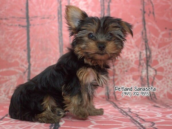 Yorkshire Terrier — adopted from Dreamtails